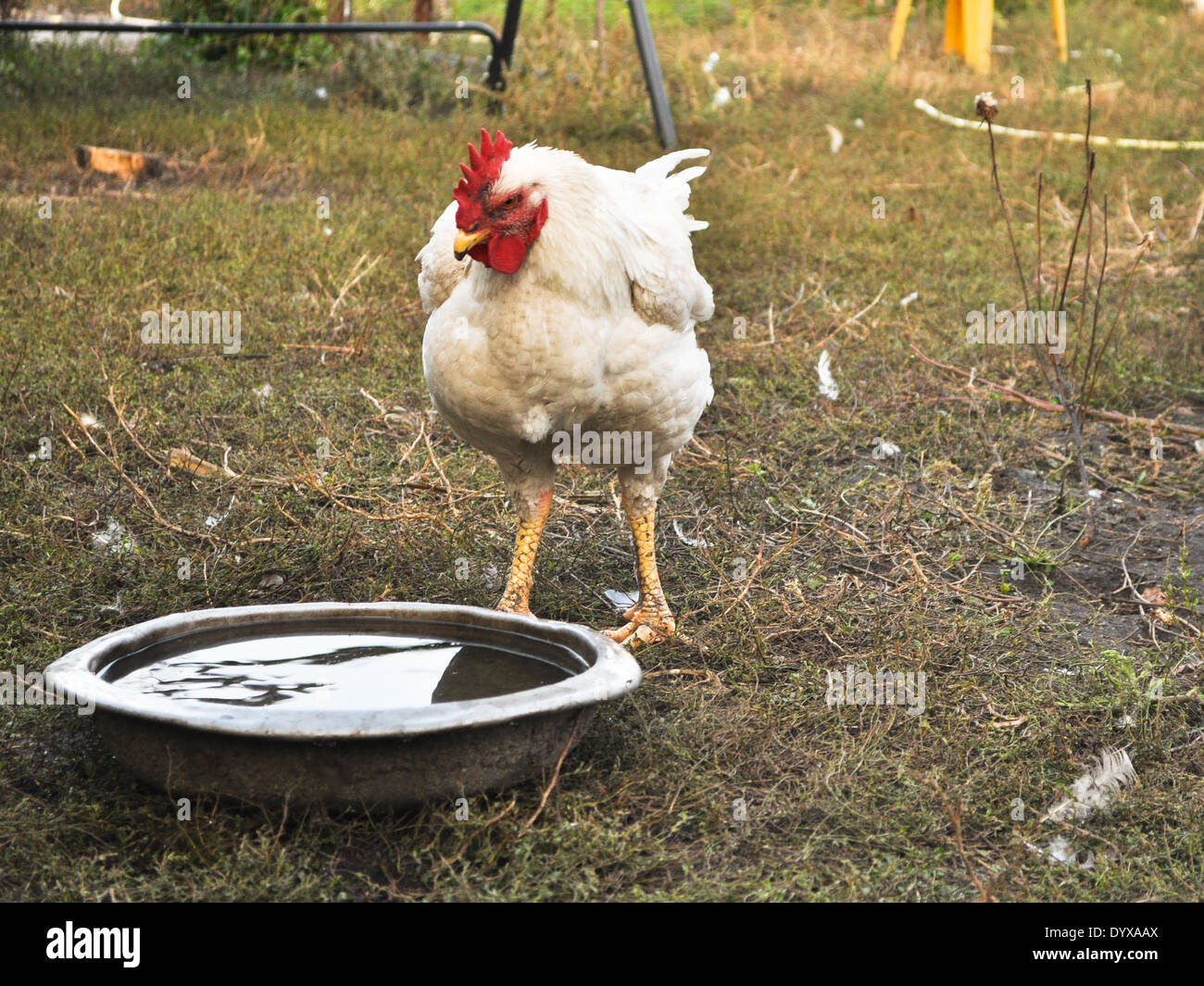 Chicken in the yard. Poultry in free range. Summer in a Ukrainian village. Stock Photo