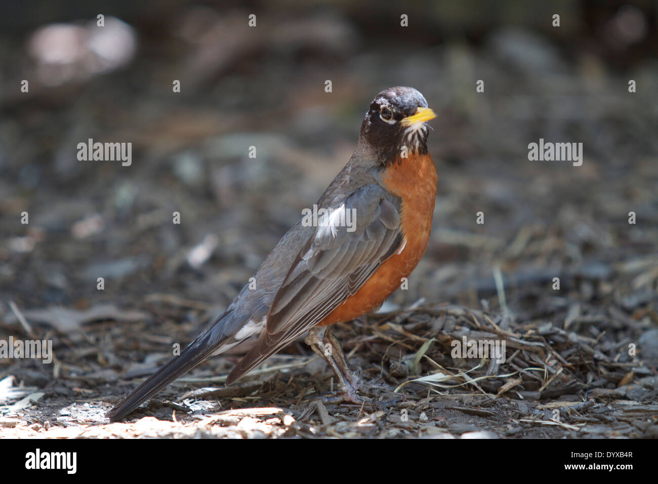 Bird birds hi-res stock photography and images - Alamy