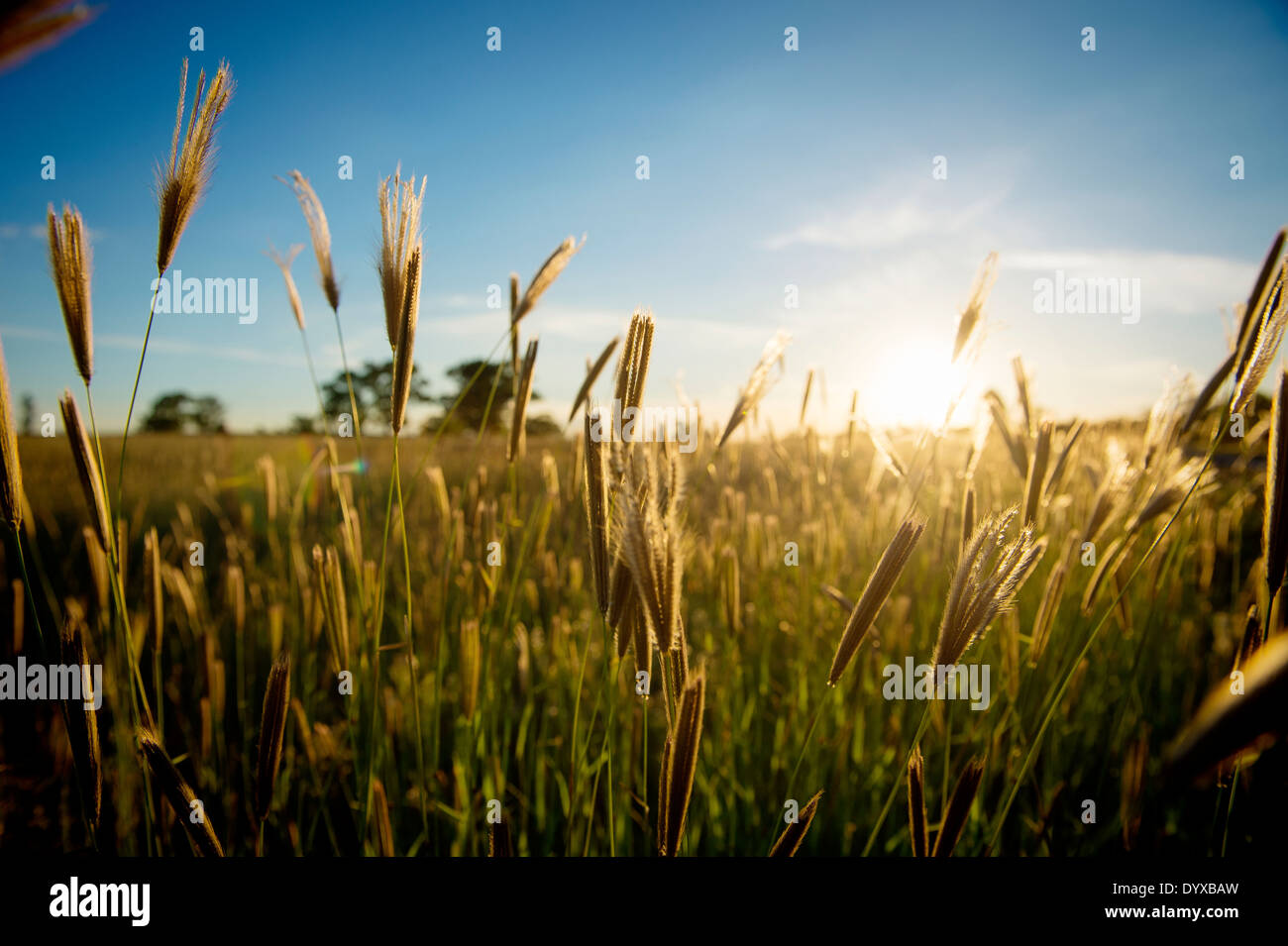 Tall grass float in the wind at sunset Stock Photo Alamy