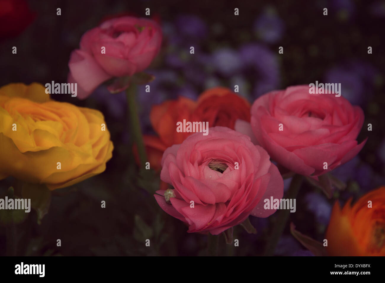 Flowers in the dark Stock Photo Alamy