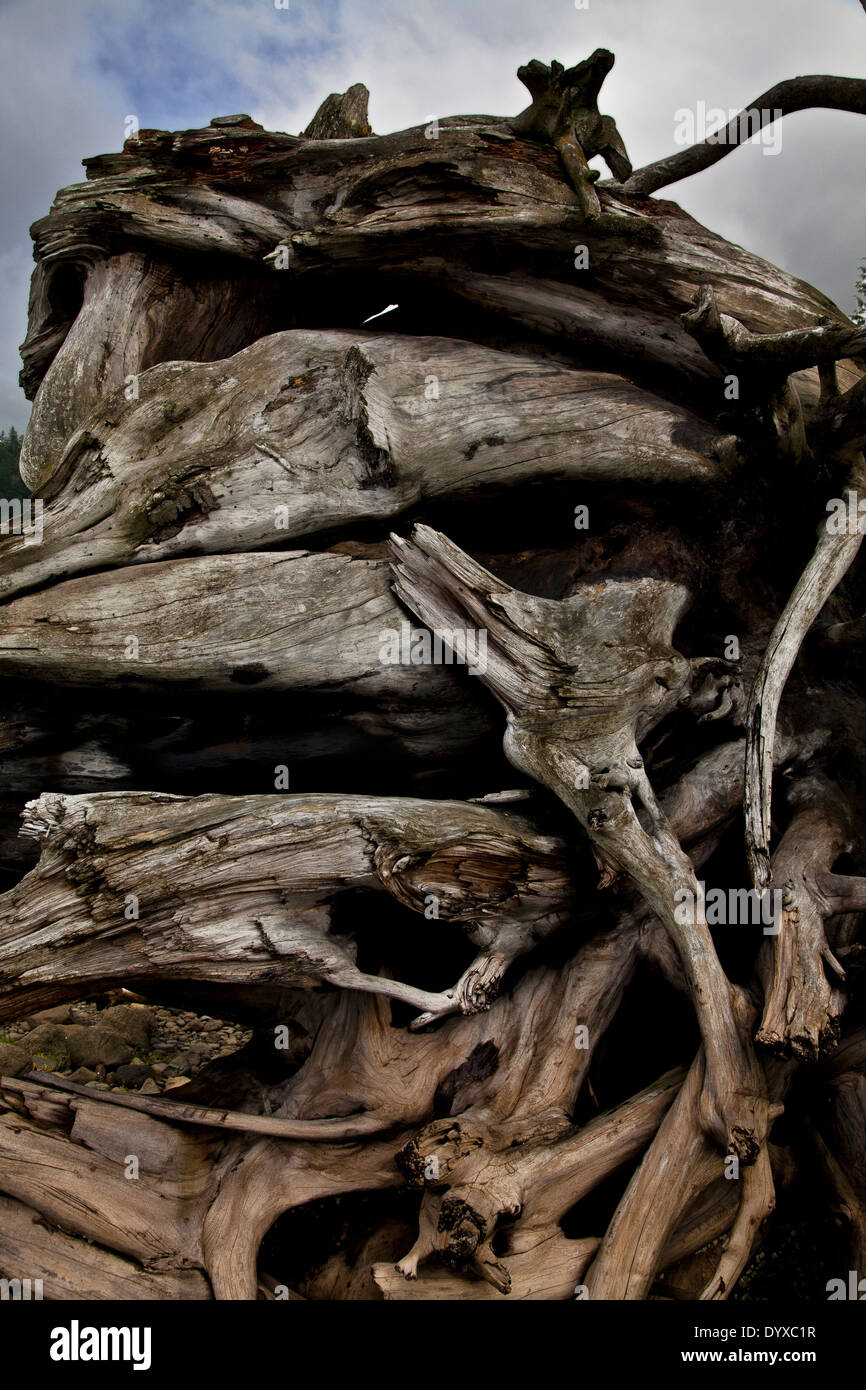 sculptural twisted entwined ocean weathered tree roots on a pebble ...