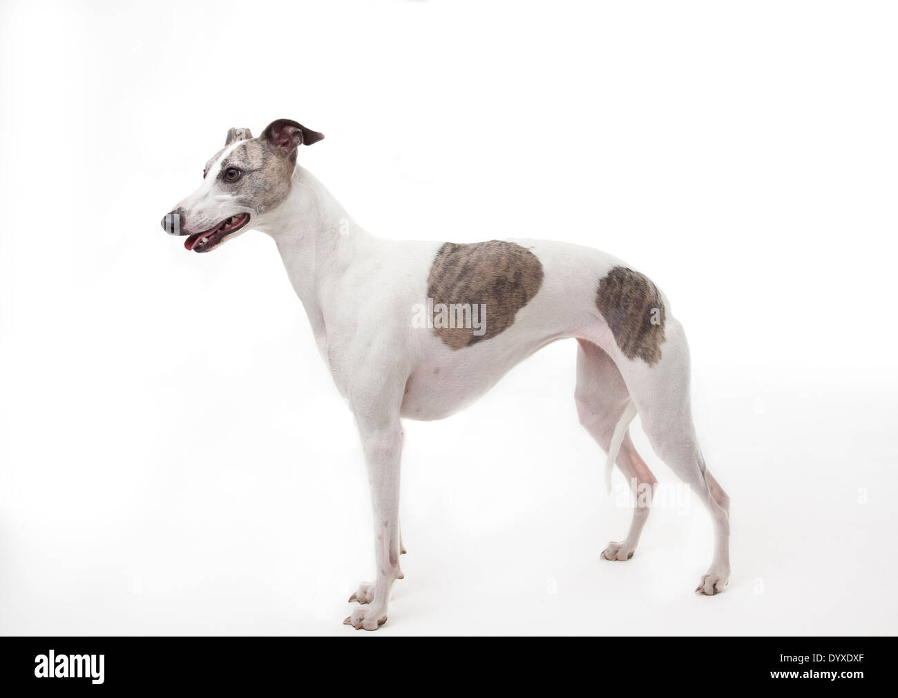 Greyhound australia hires stock photography and images Alamy
