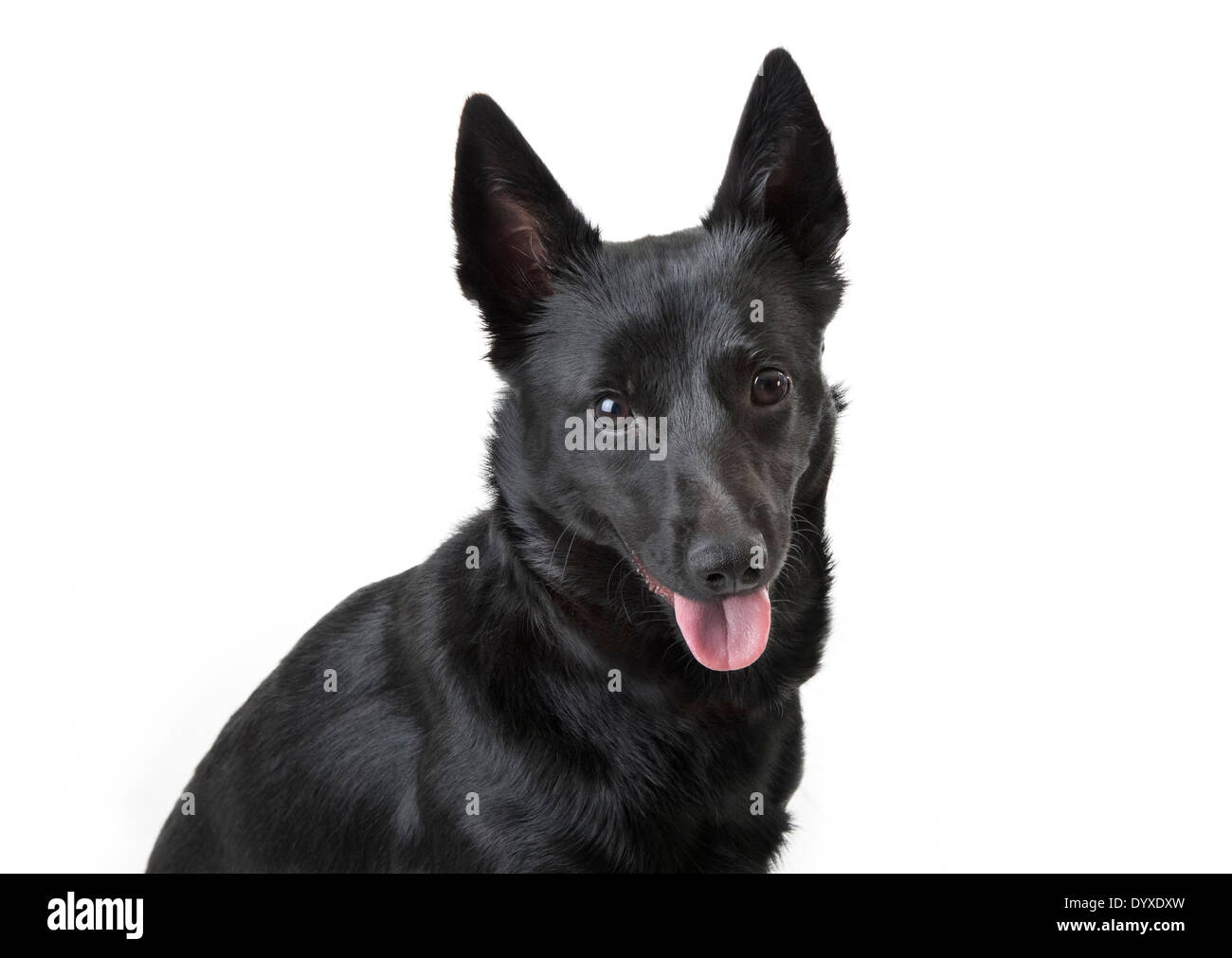 Black kelpie hires stock photography and images Alamy