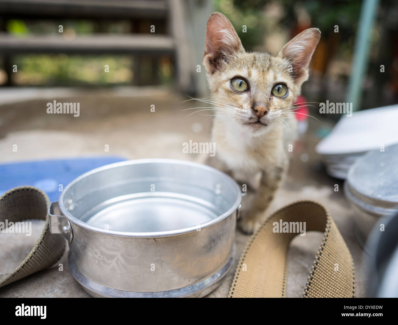 Stray cats at Wat Athvea Temple, Siem Reap, Cambodia. These cat are care for by the monks and the charity Pagoda Cats. Stock Photo