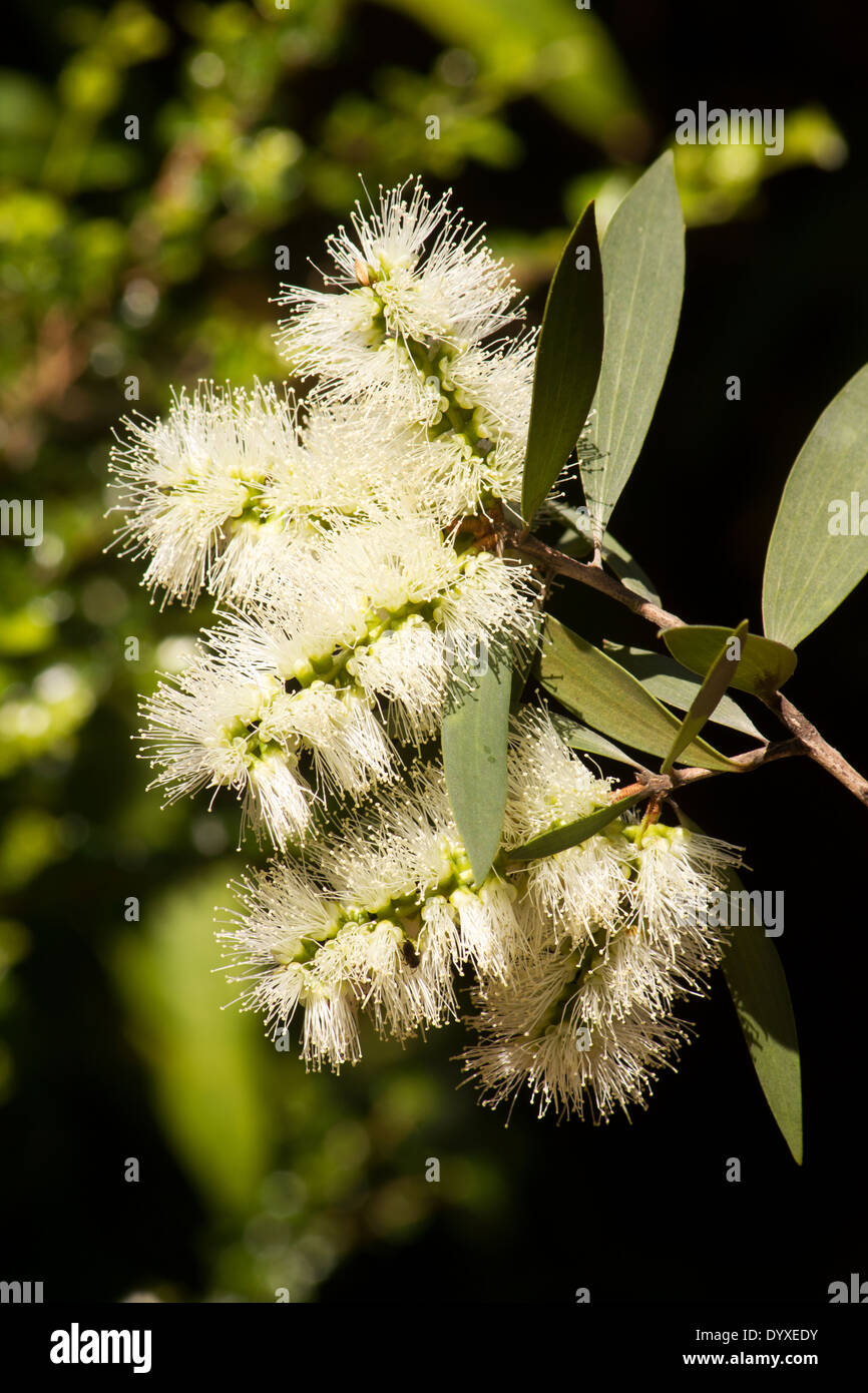 Close up melaleuca blossoms hi-res stock photography and images - Alamy
