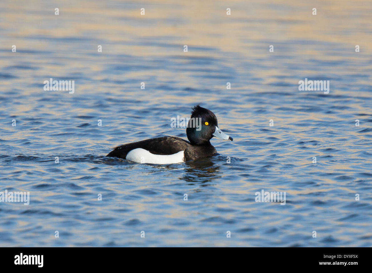 Tufted Duck Stock Photo