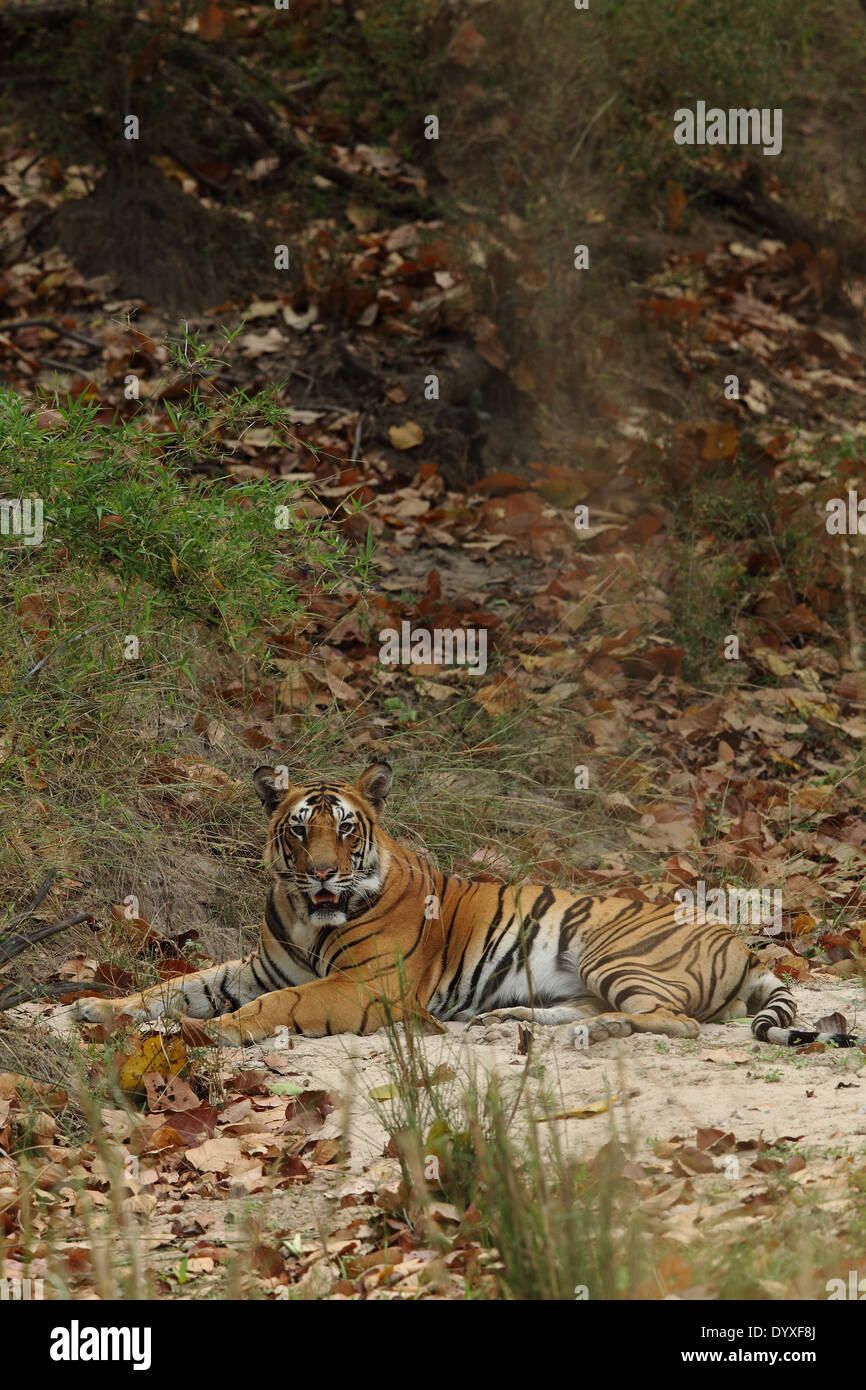 Royal Bengal Tiger sitting on white sand at Bandhavgarh National Park, India Stock Photo