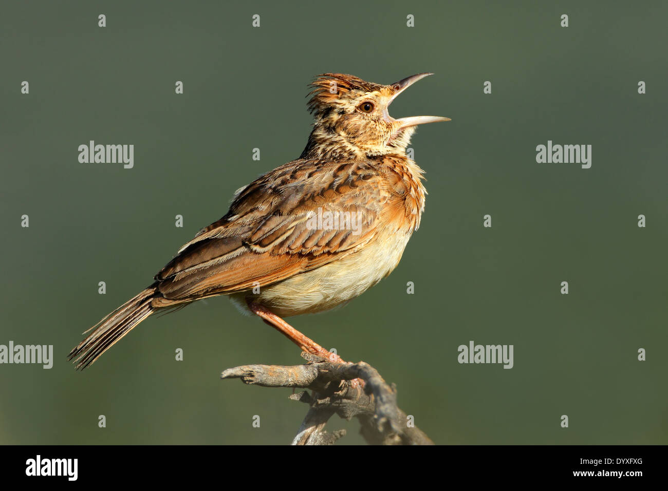 A rufous-naped lark (Mirafra africana) calling, South Africa Stock Photo