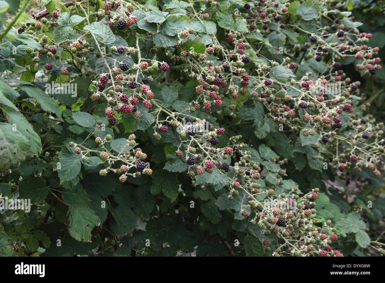 Rubus fruticosus 'Himalayan Giant' Blackberry fruit ripening on bush Stock Photo