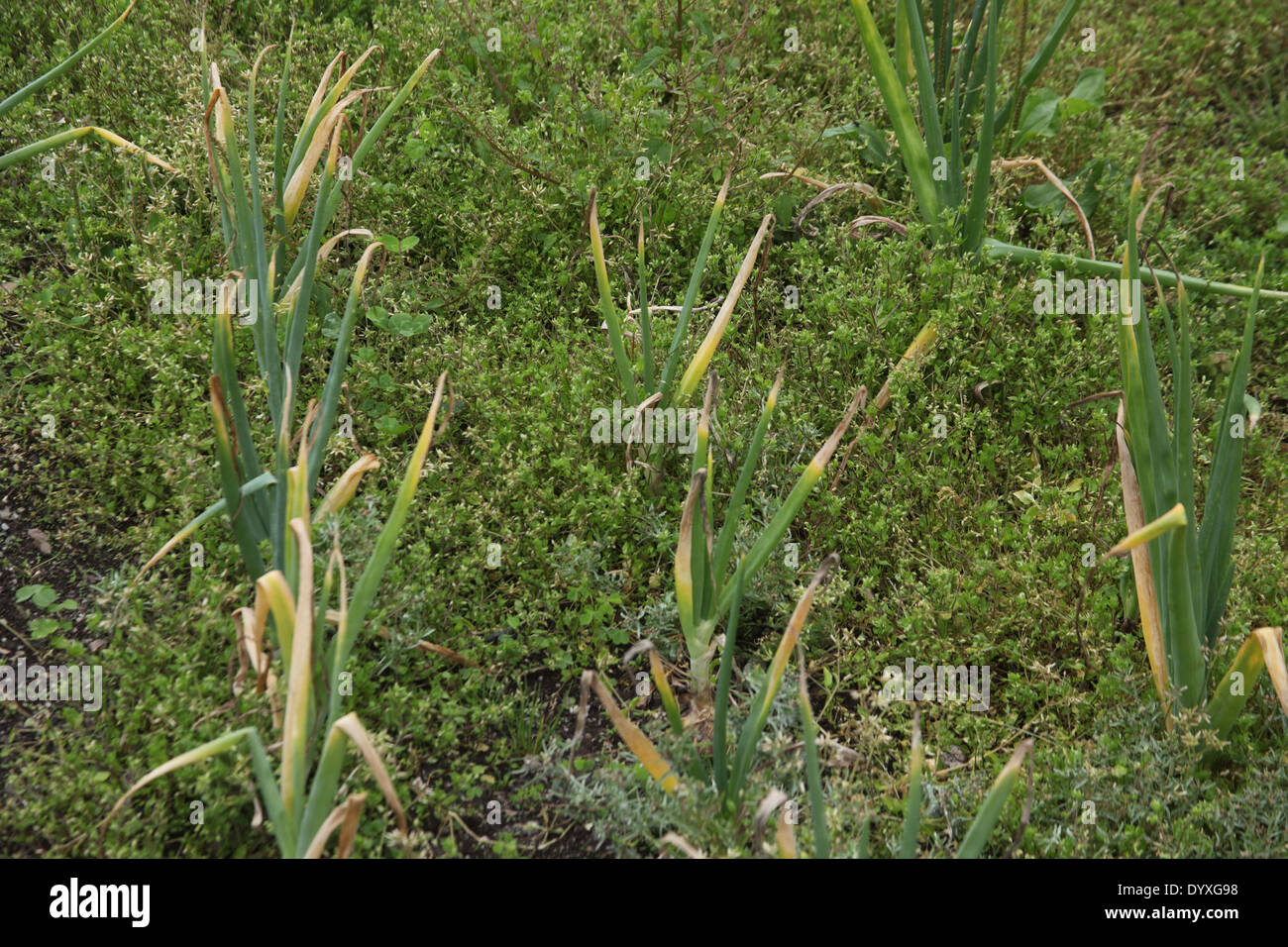 Ground cover annual weeds help to protect maturing onions Stock Photo
