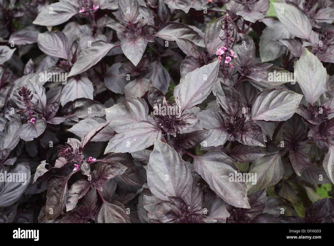 Ocimum basilicum 'Ruben' Basil close up of mature plants Stock Photo