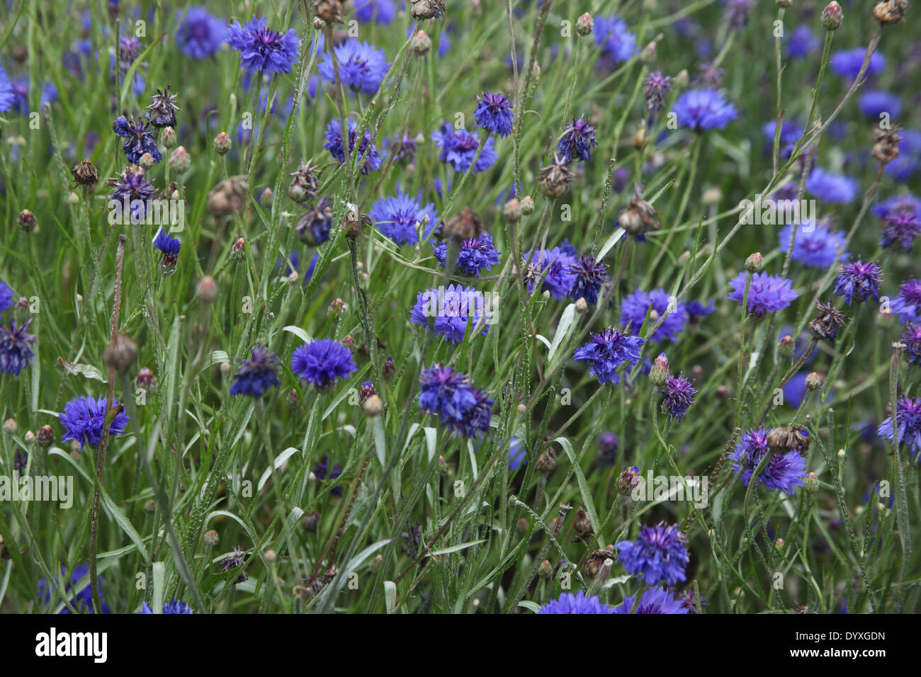 Centaurea cyanus 'Double Dark Blue' Cornflower plants in flower Stock Photo