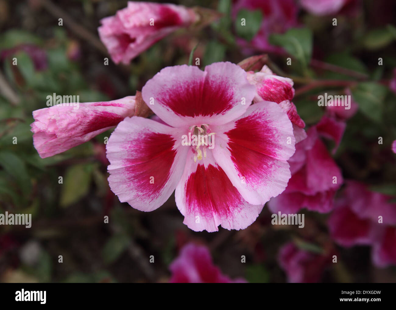 Godetia clarkia amoena hires stock photography and images Alamy