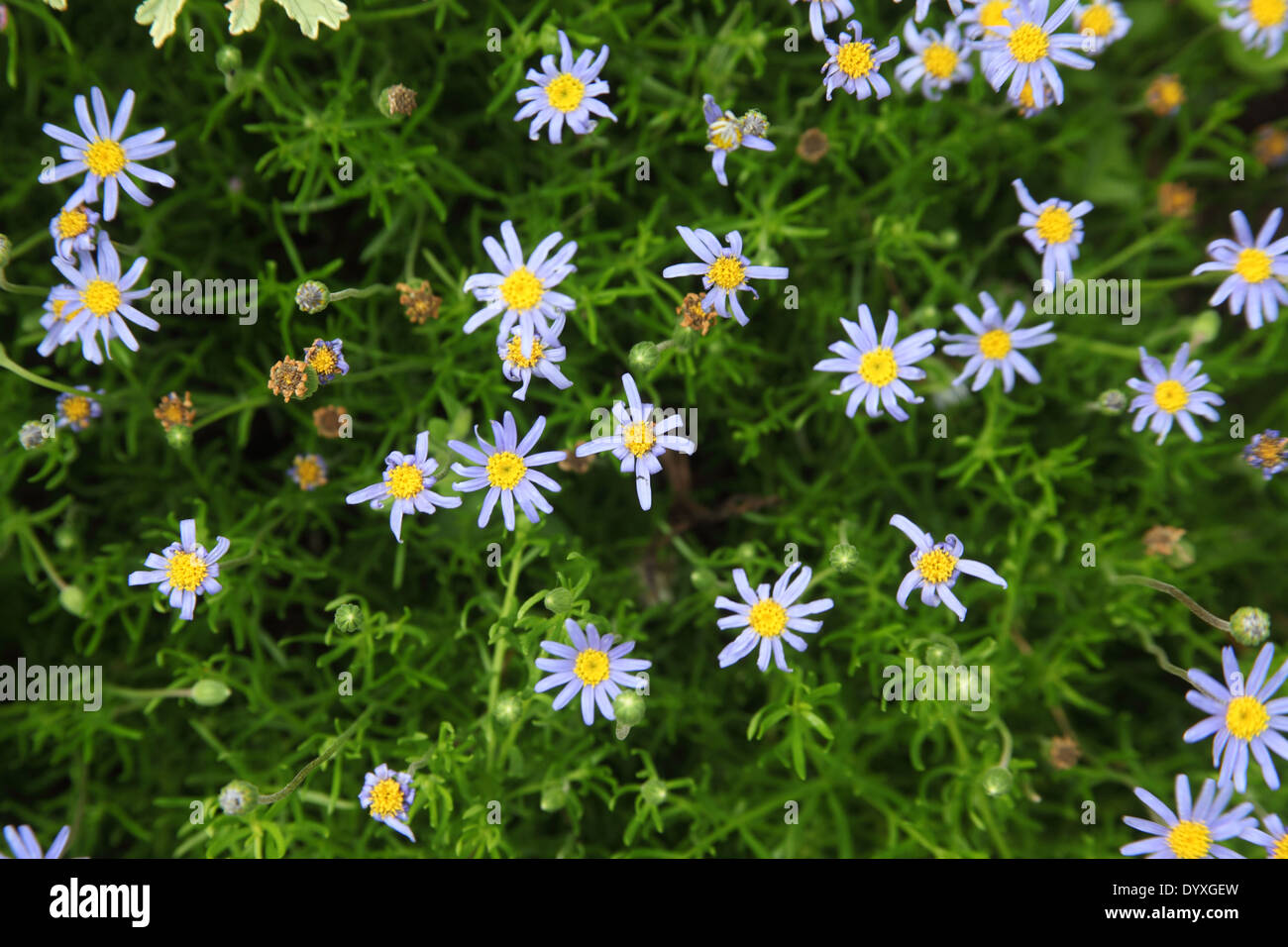 Felicia amoena plants in flower Stock Photo - Alamy