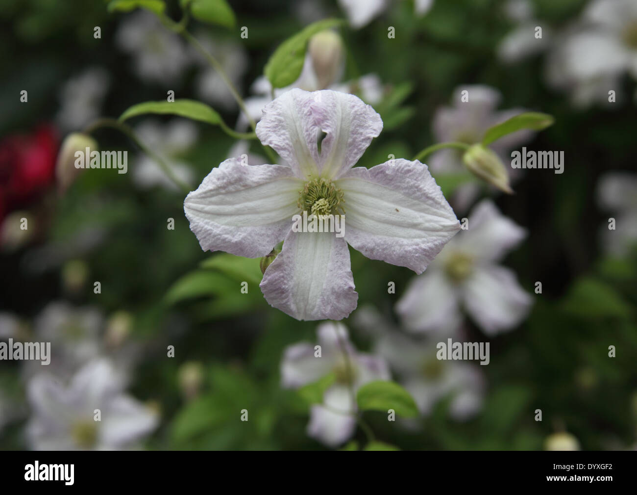 Clematis 'Little Nell' close up of flower Stock Photo - Alamy