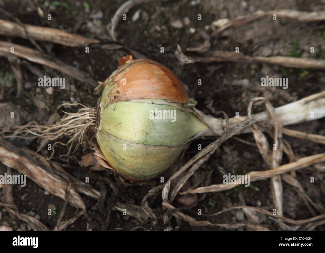 Allium cepa vulcan hi-res stock photography and images - Alamy