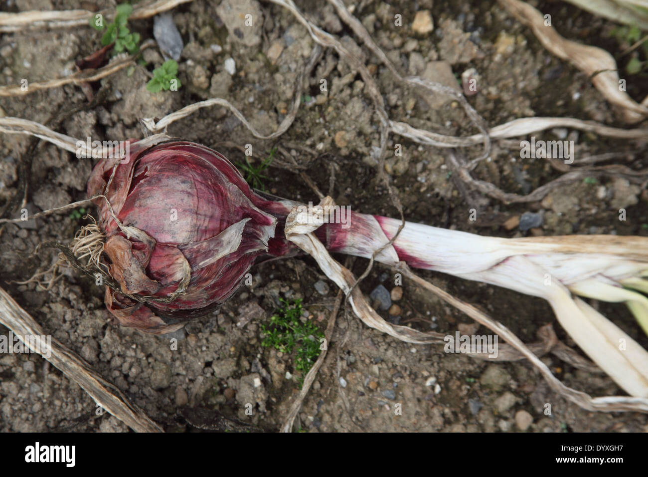 Allium cepa 'Red Arrow' Onion close up of mature bulb Stock Photo