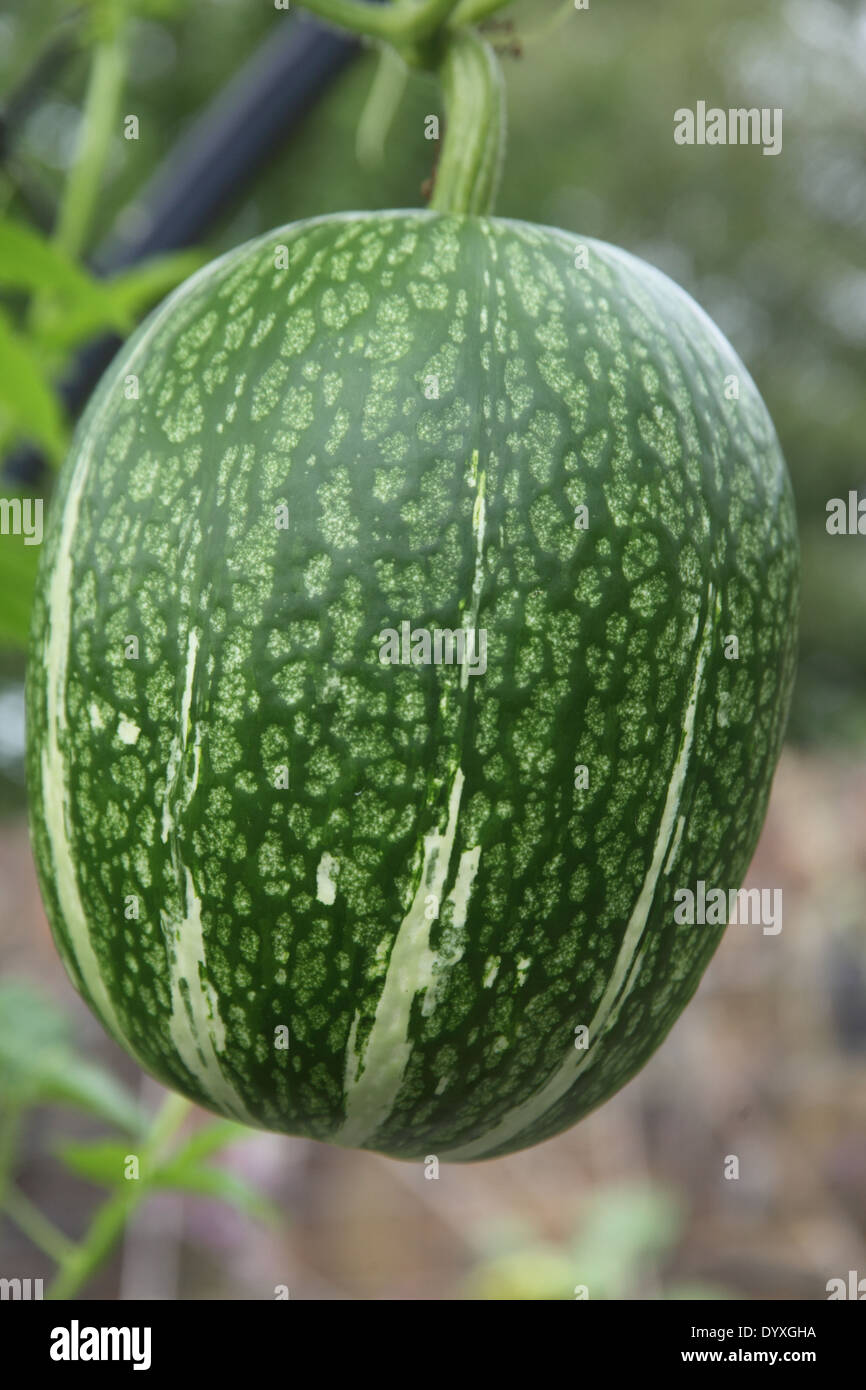 Cucurbita ficifolia Fig leaved gourd close up of mature fruit Stock Photo