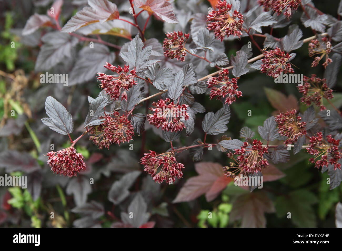 Physocarpus opulifolius 'Diablo' close up of flowers Stock Photo