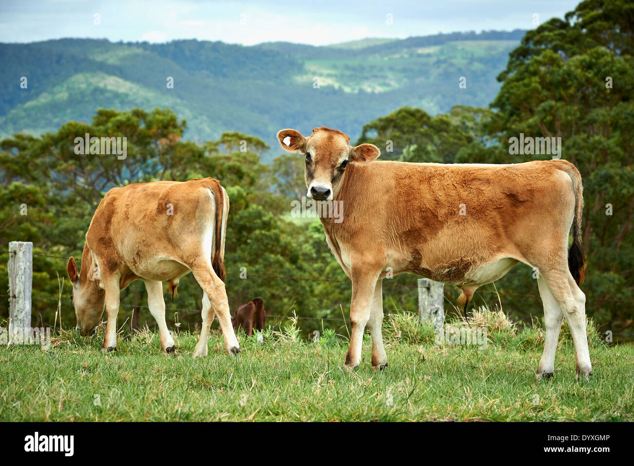 Dairy Cow With Calf High Resolution Stock Photography and Images Alamy