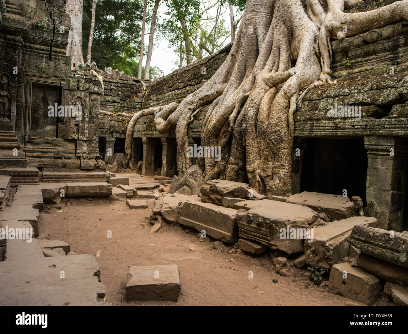 Ta Prohm temple ruin in the forest. Siem Reap, Cambodia  silk-cotton tree ( Ceiba pentandra ) or thitpok Stock Photo