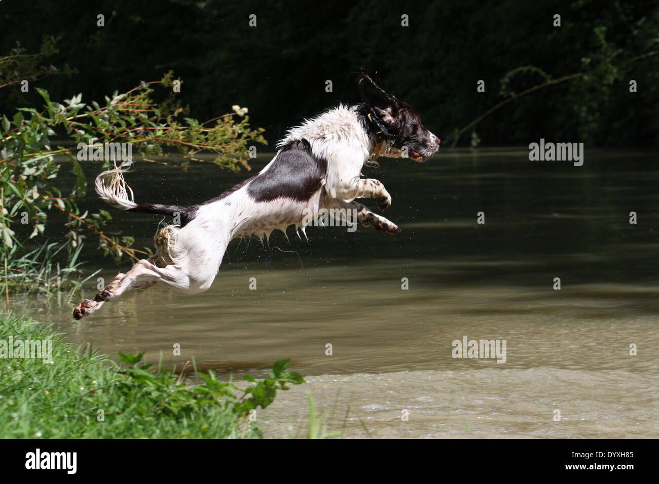 Working type english springer spaniel pet gundog running into water Stock Photo