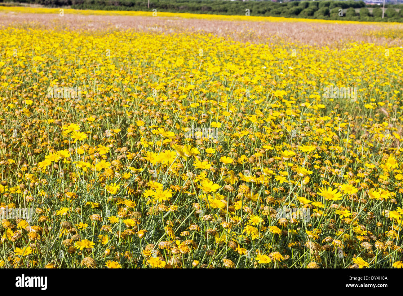 Anise plant yellow flowers hi-res stock photography and images - Alamy