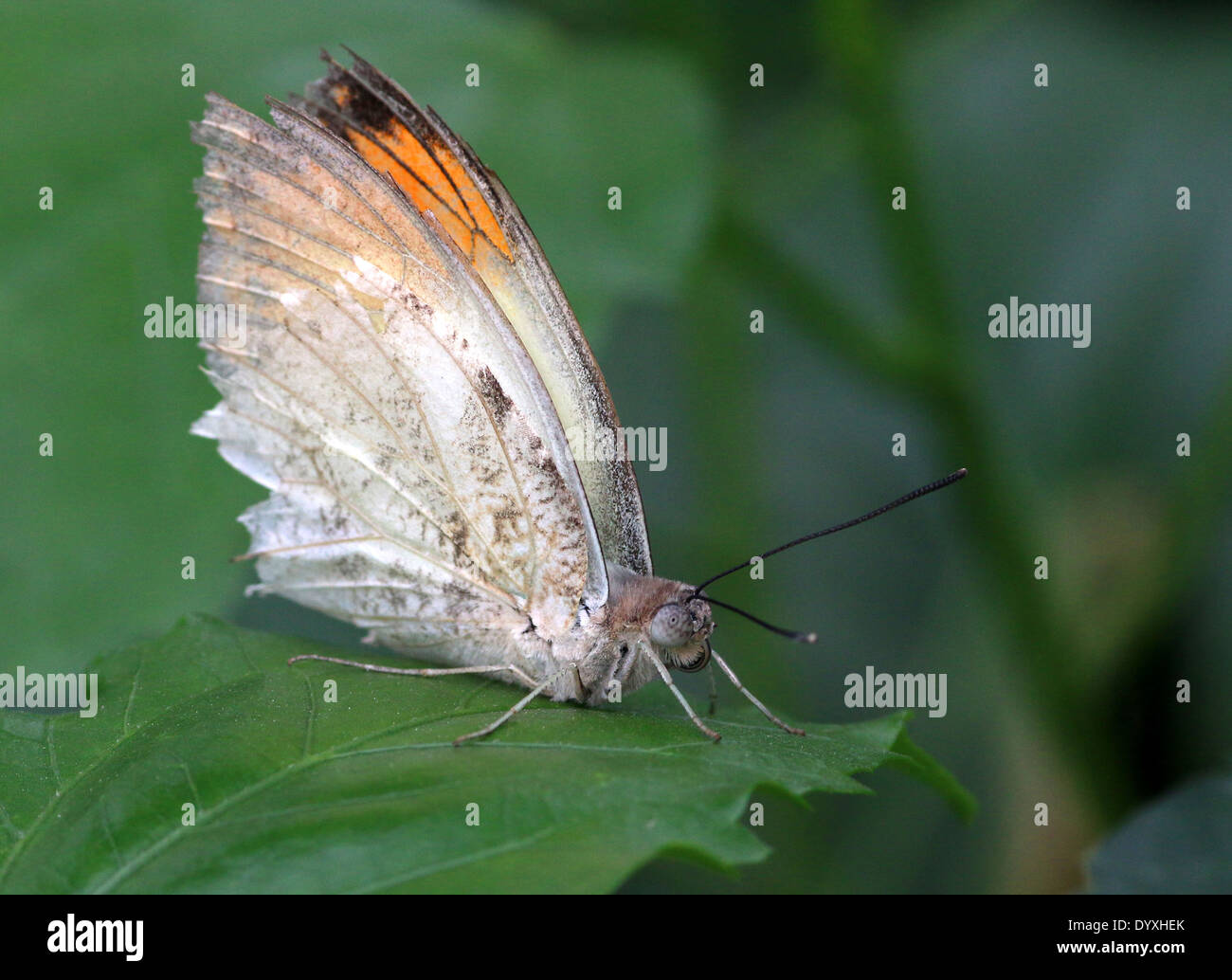 Tropical Great orange tip butterfly (Hebomoia glaucippe) Stock Photo