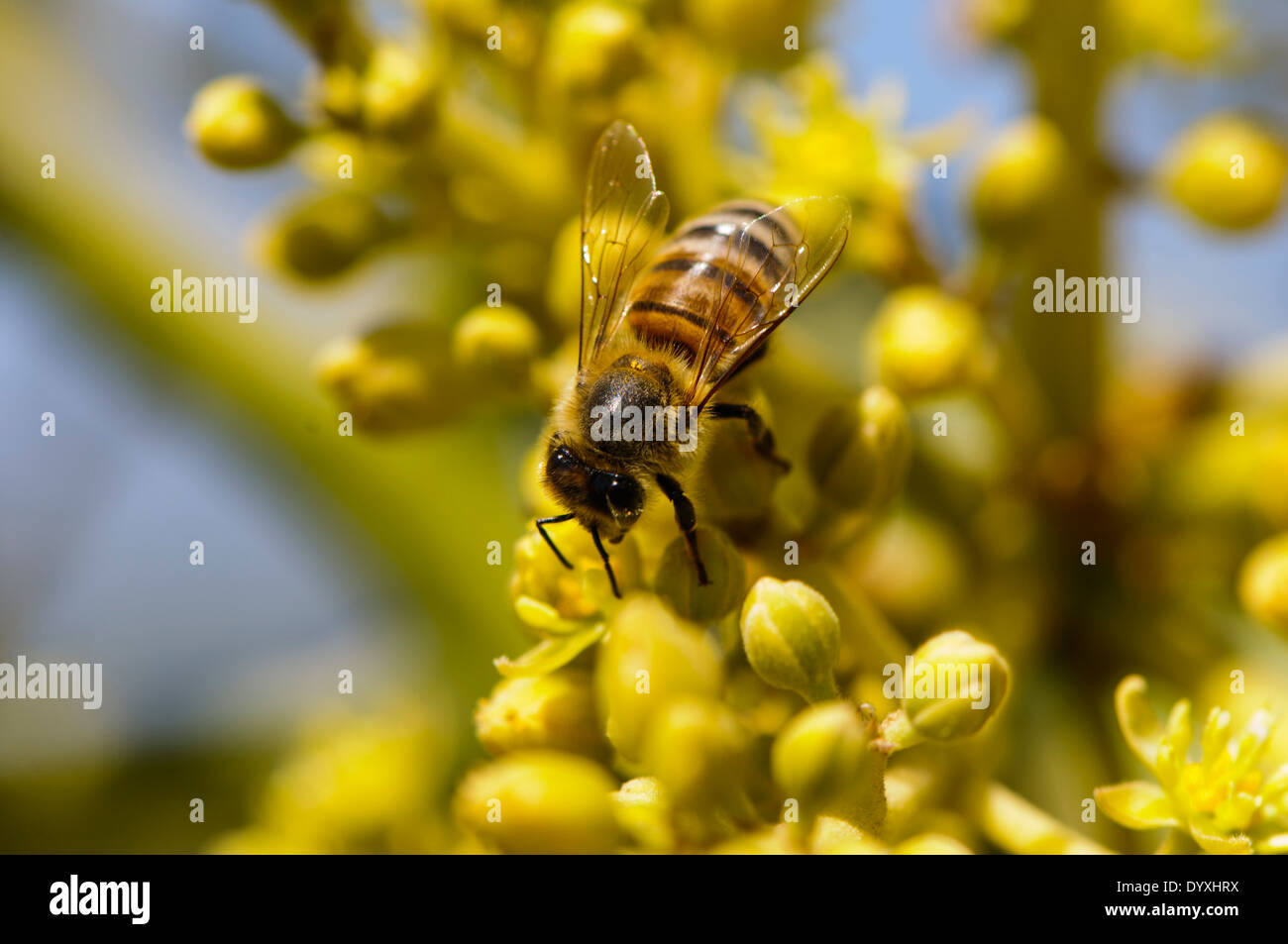 Honey bee collects nectar from blossoms in an avocado Plantation