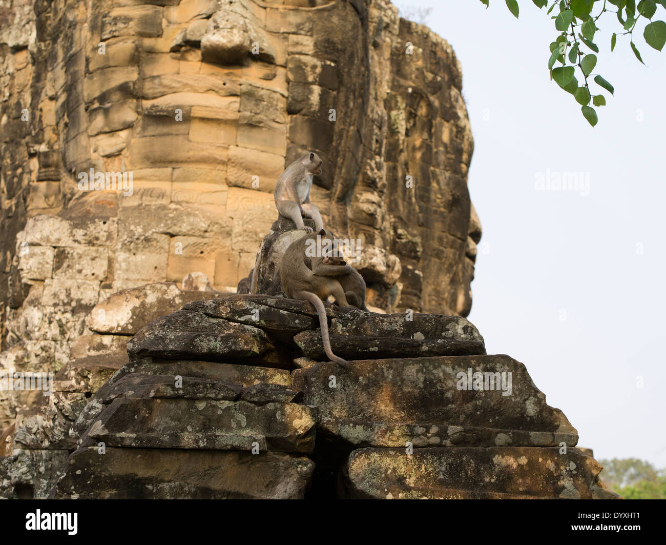 Macaque Monkeys at South Gate of Angkor Thom, Siem Reap, Cambodia Stock Photo