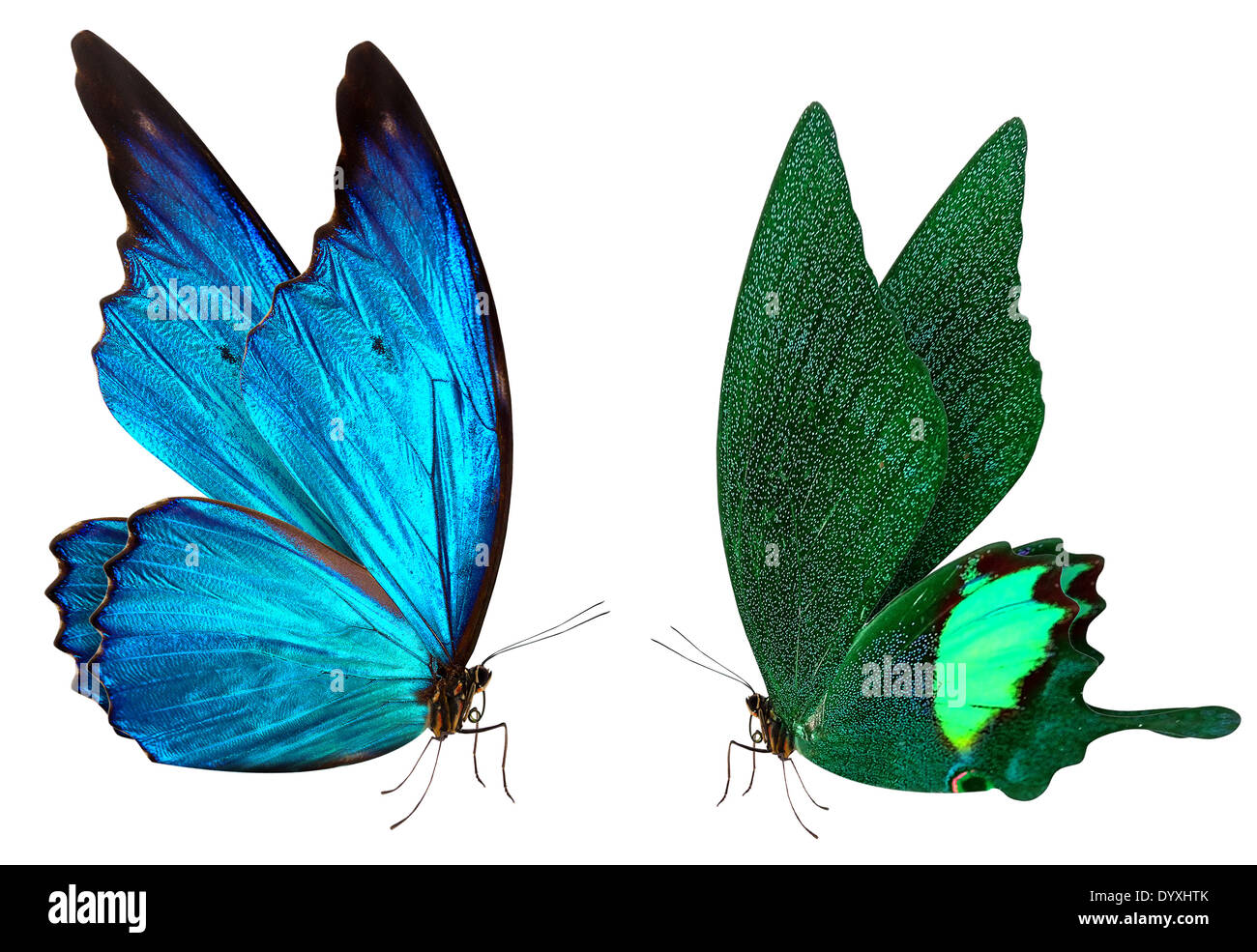 beautiful butterfly isolated on a white background Stock Photo - Alamy