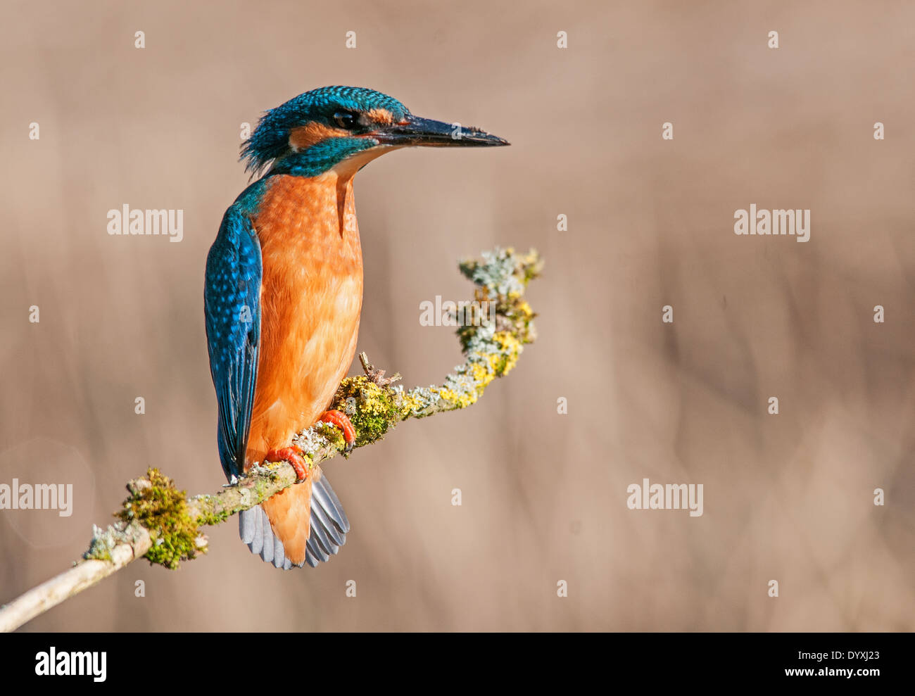 Male Kingfisher perched Stock Photo