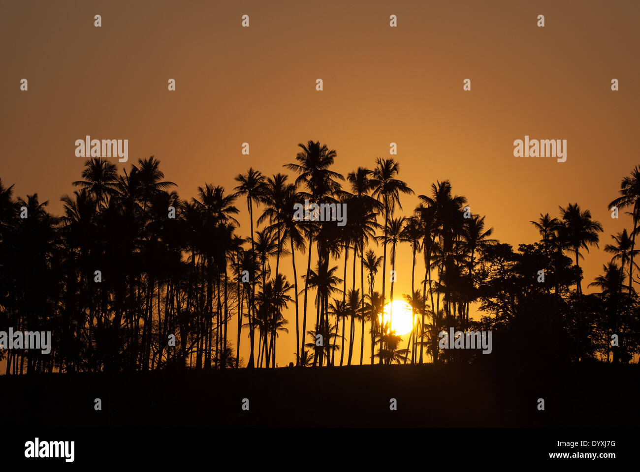 Northeast Brazil. Golden sun setting behind palm trees. Stock Photo