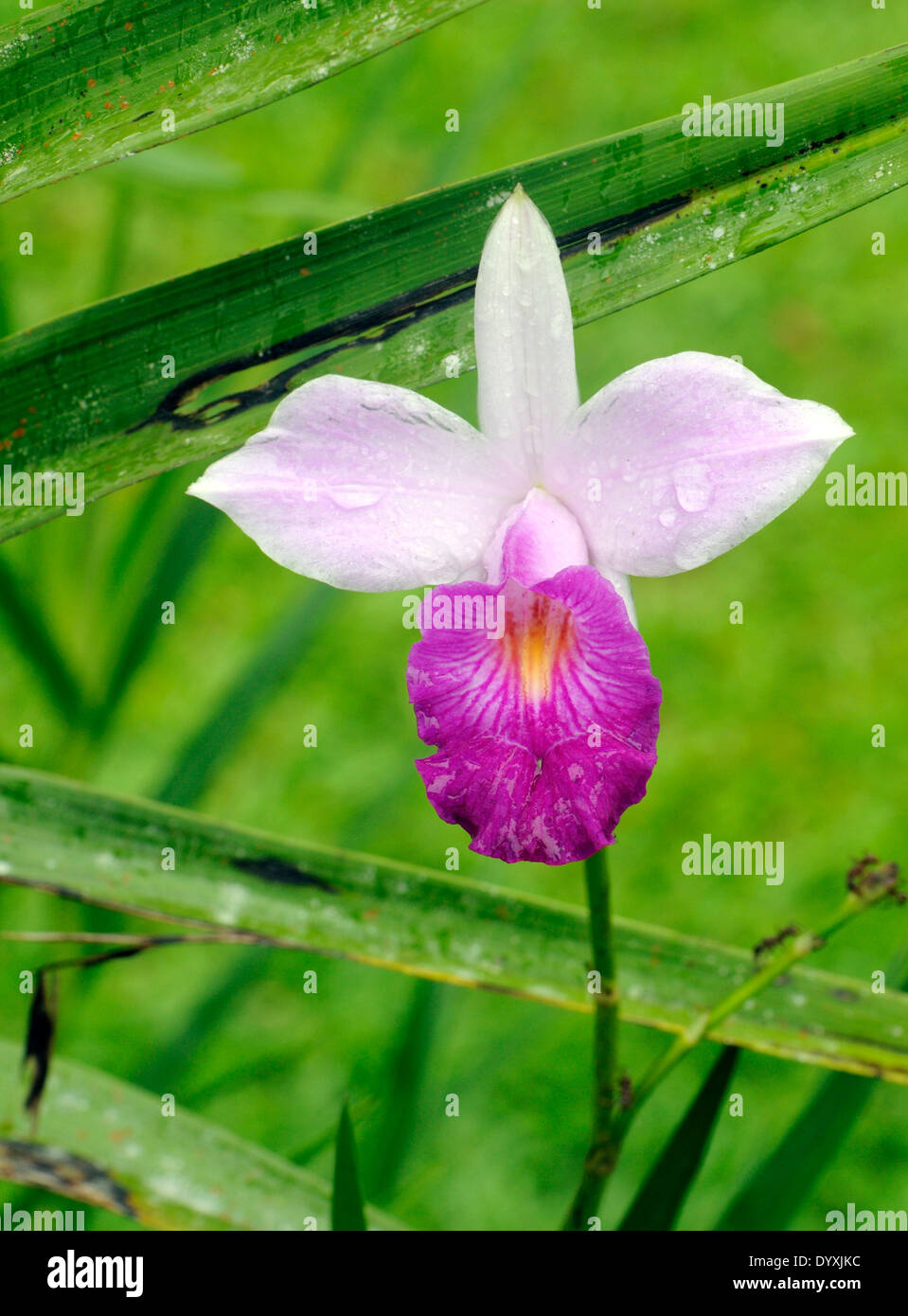 Orchid flower   Tortuguero, Tortuguero National Park, Limon Province, Costa Rica. Stock Photo