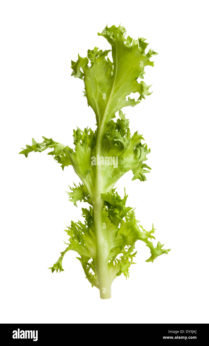 lettuce frisee leaf isolated Stock Photo