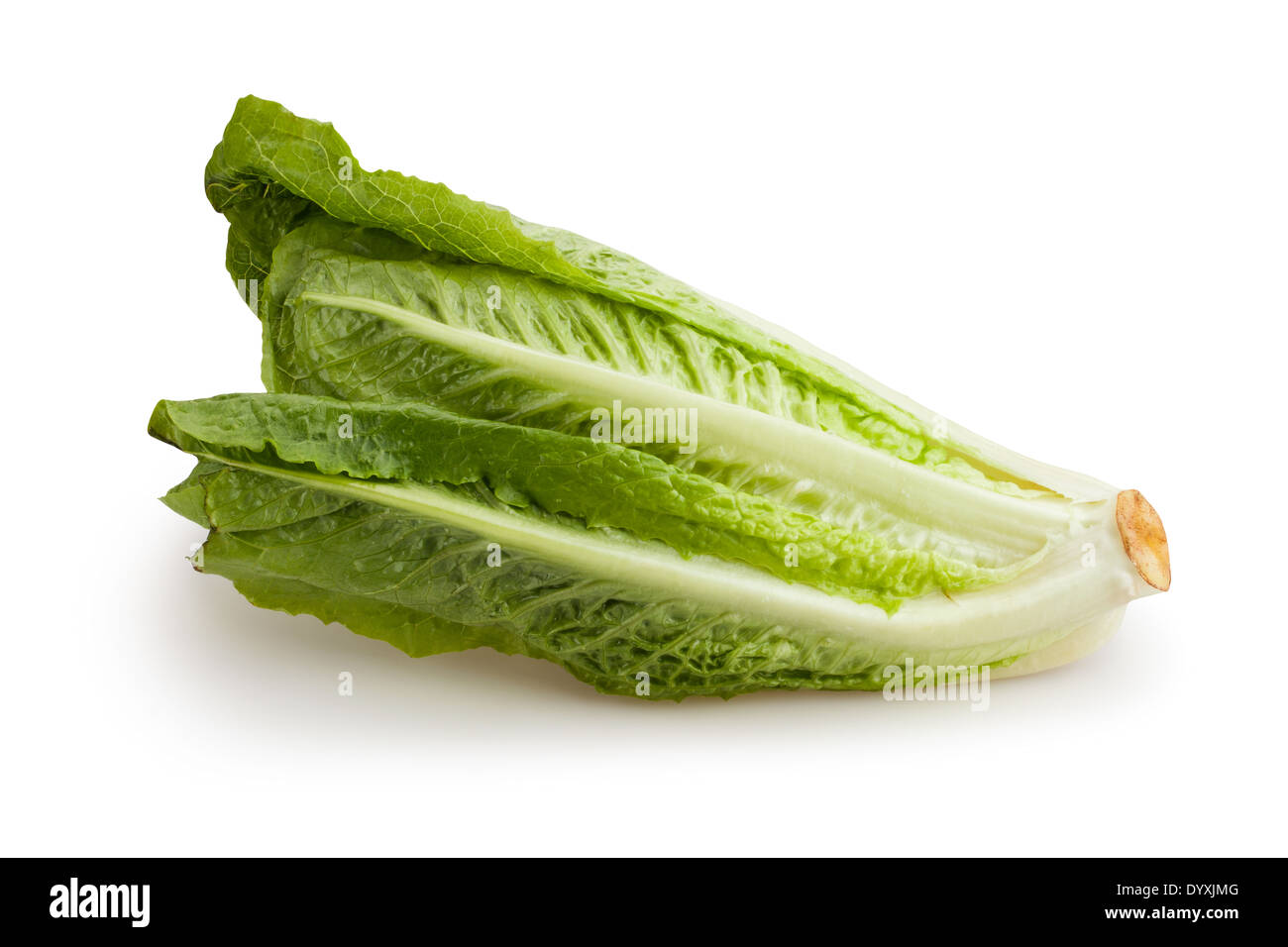 romaine lettuce isolated Stock Photo