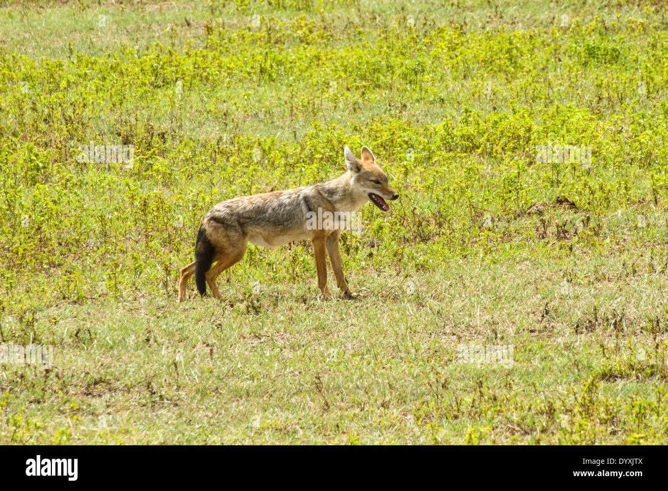 black-backed jackal (Canis mesomelas), also known as the silver-backed or red jackal Stock Photo