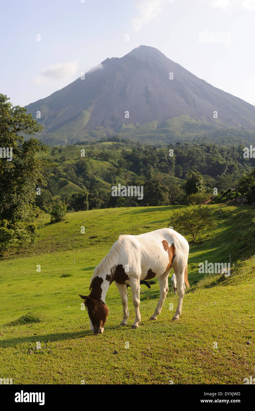 Horses graze below Volcán Arenal. Arenal Volcano National Park Parque Nacional Volcán Arenal La Fortuna, Stock Photo