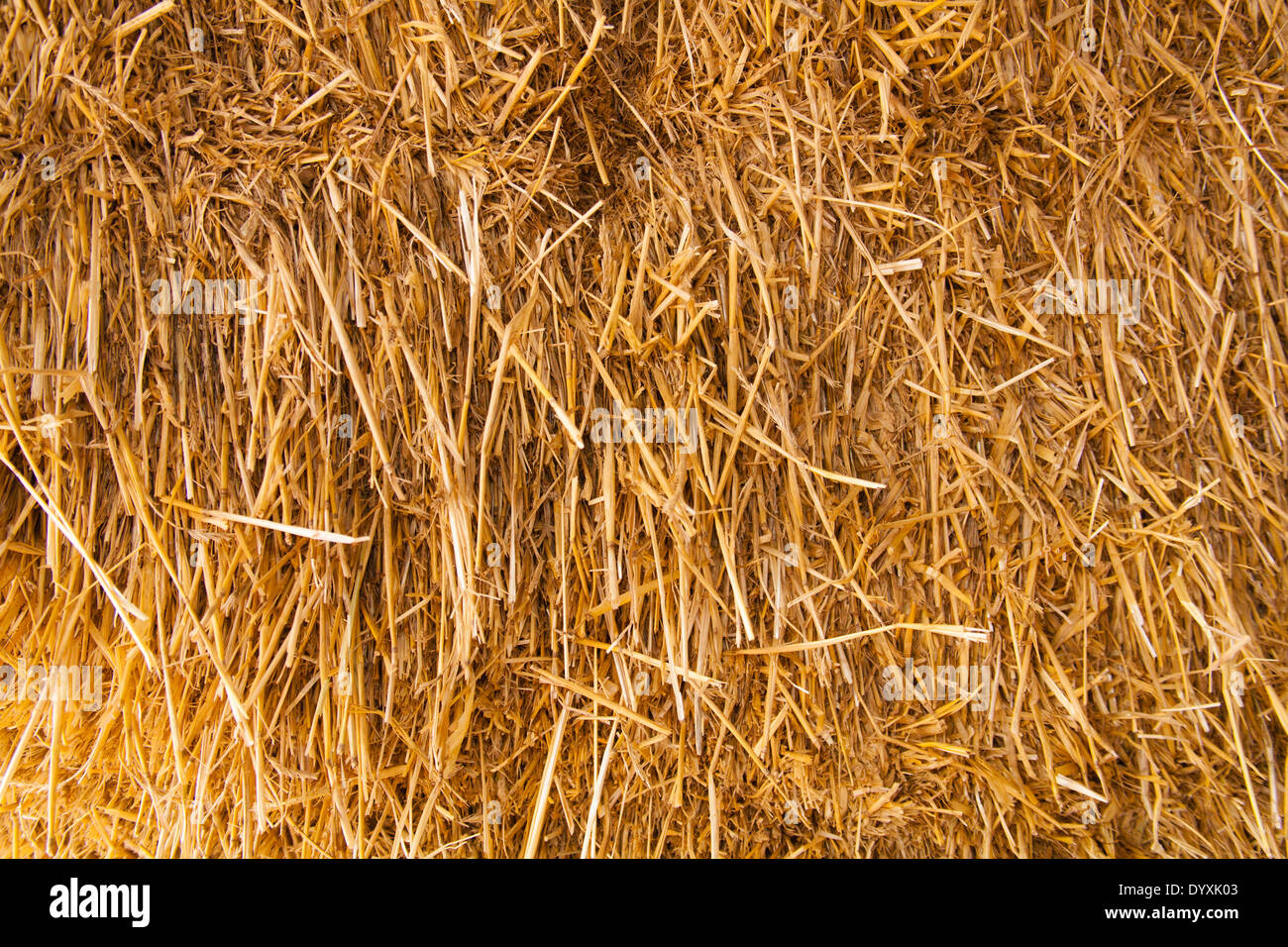 Wheat straw bale Stock Photo
