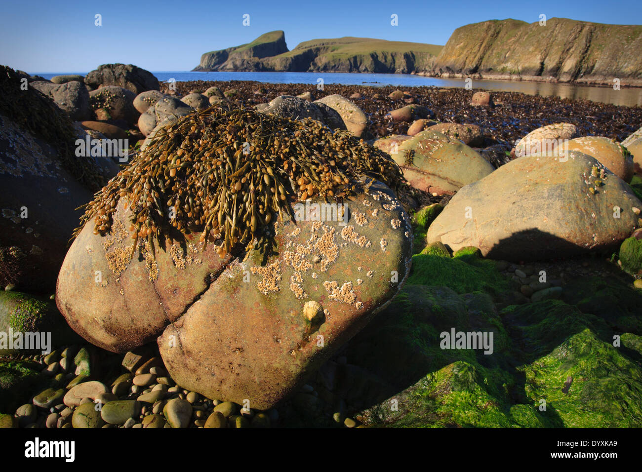 Seaweed covered boulder on beach, Fair Isle, Shetland Stock Photo