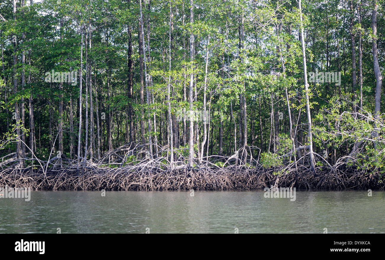 Mangrove trees grow in the mud of the Rio Sierpe. Sierpe, Costa Rica Stock Photo
