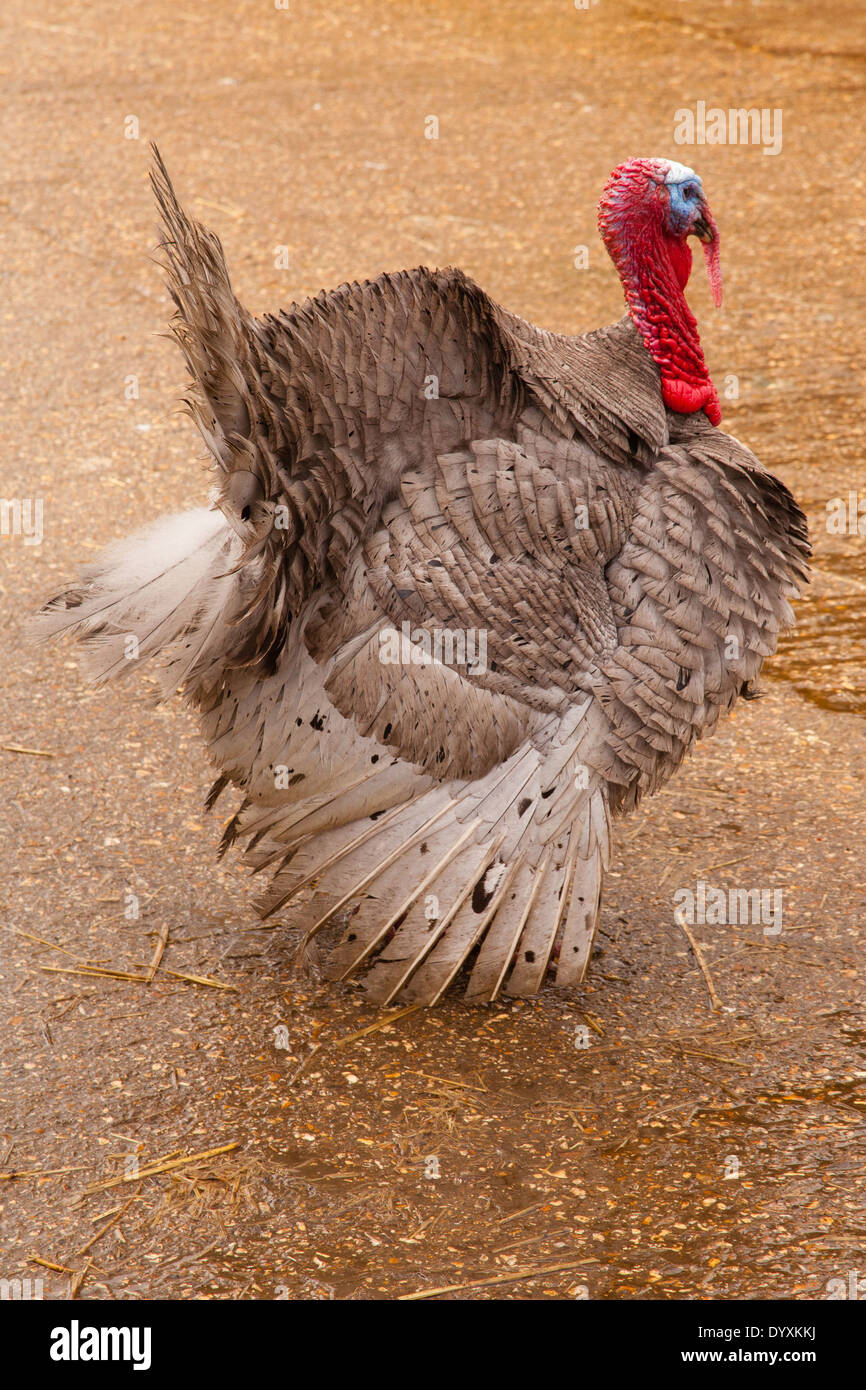 Male turkey bird, Millers Ark animal farm Blackstocks Lane, Hook, Hampshire ,England. Stock Photo