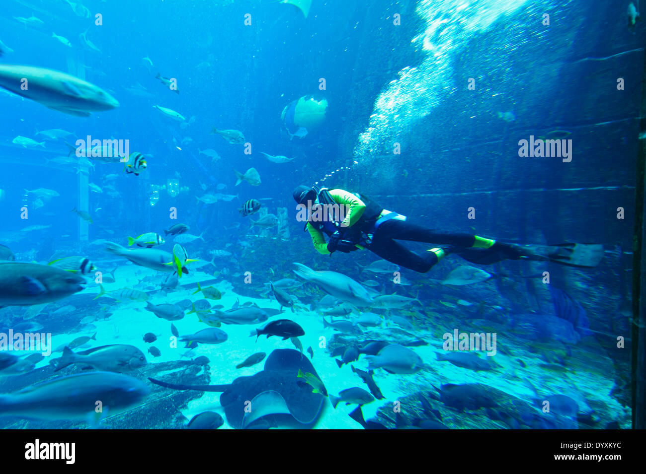 A Diver In The Aquarium At The Atlantis The Palm Hotel In Dubai