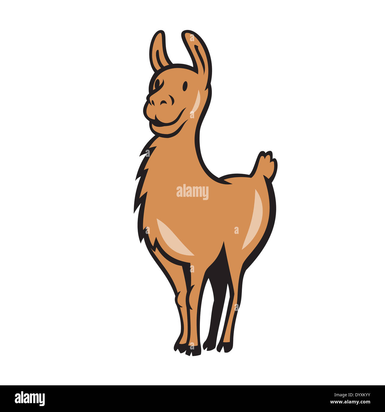Illustration of a llama standing facing front done in cartoon style on isolated background. Stock Photo