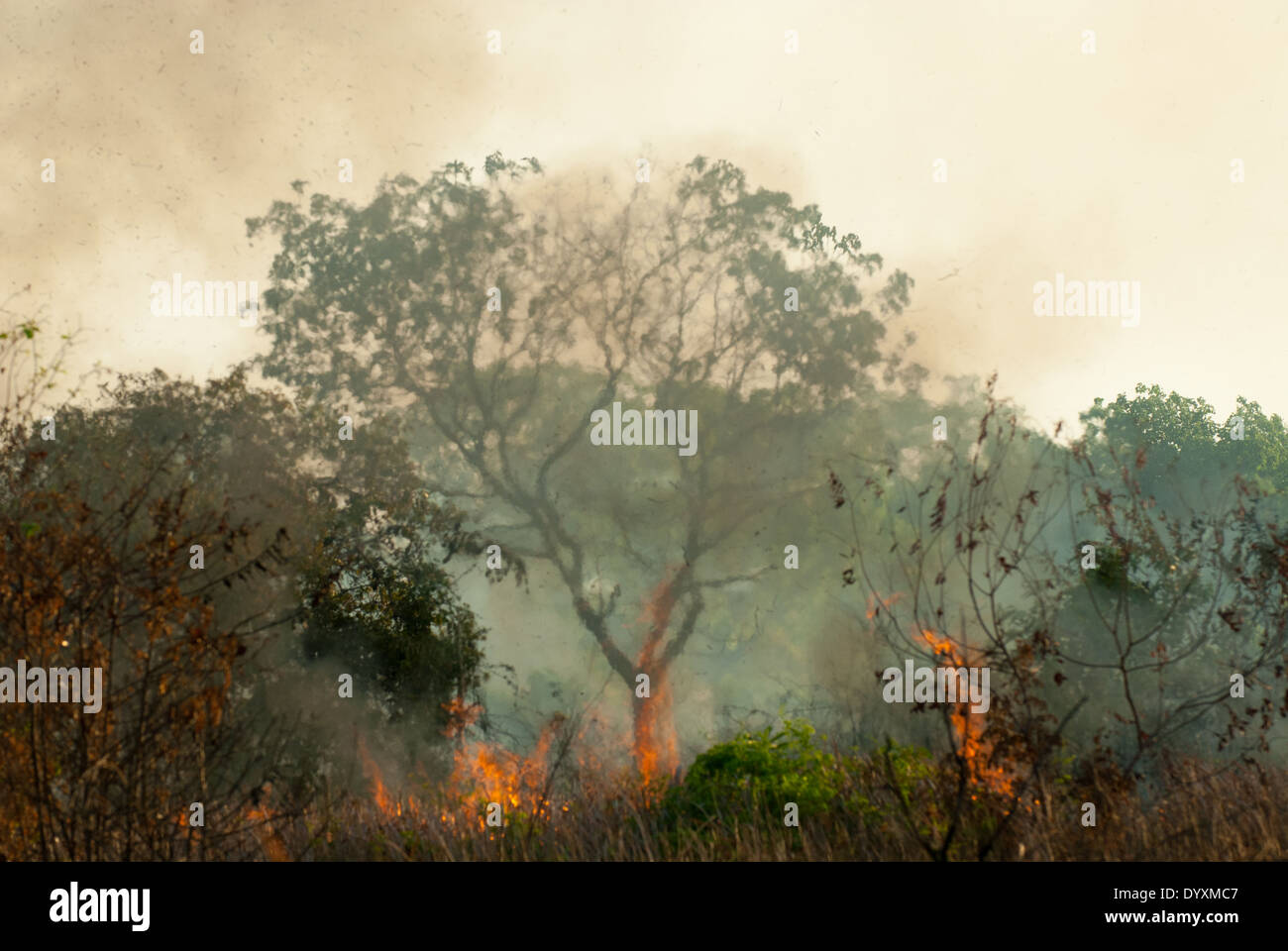 Xingu, Mato Grosso, Brazil. Fire burning through woodlands in the cerrados forest; a majestic tree with flames all around. Heat haze. Stock Photo