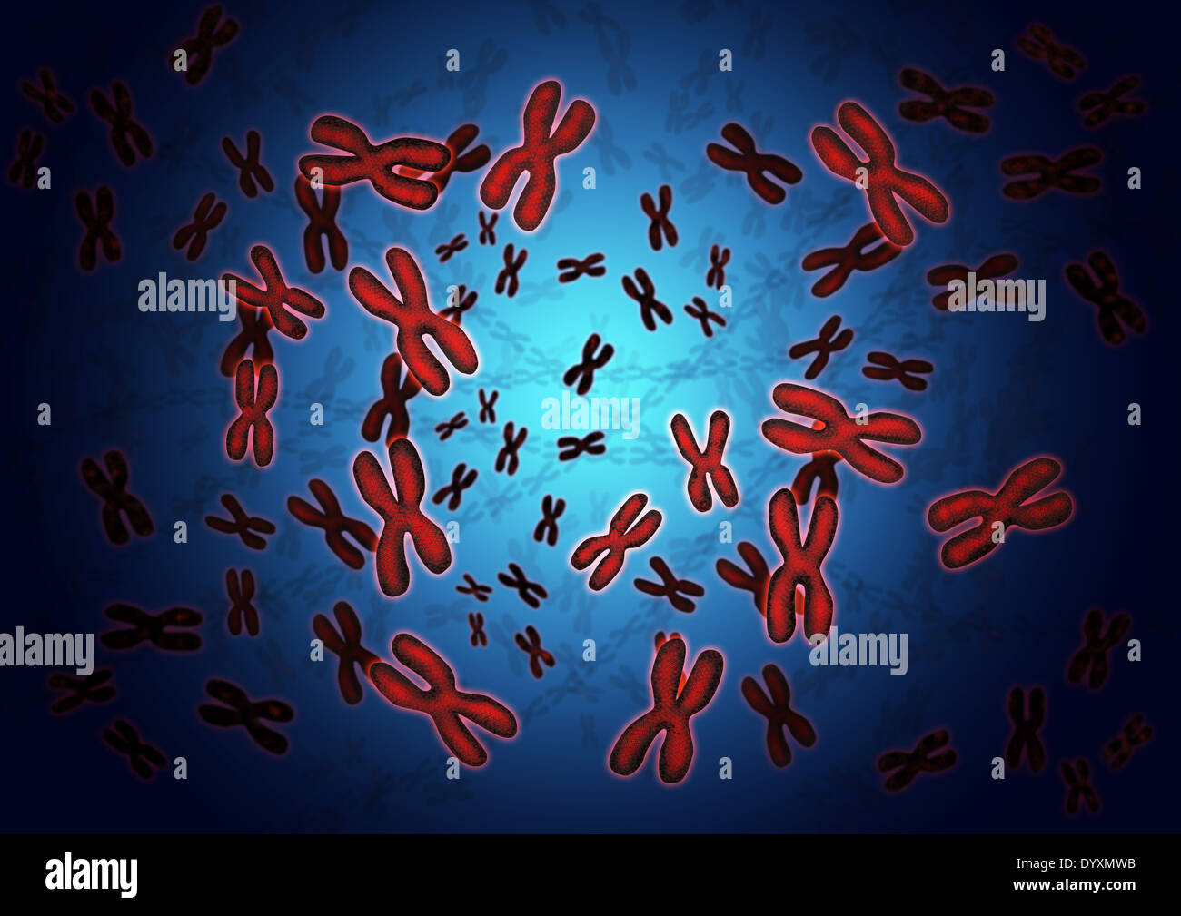 Cells chromosomes hi-res stock photography and images - Alamy