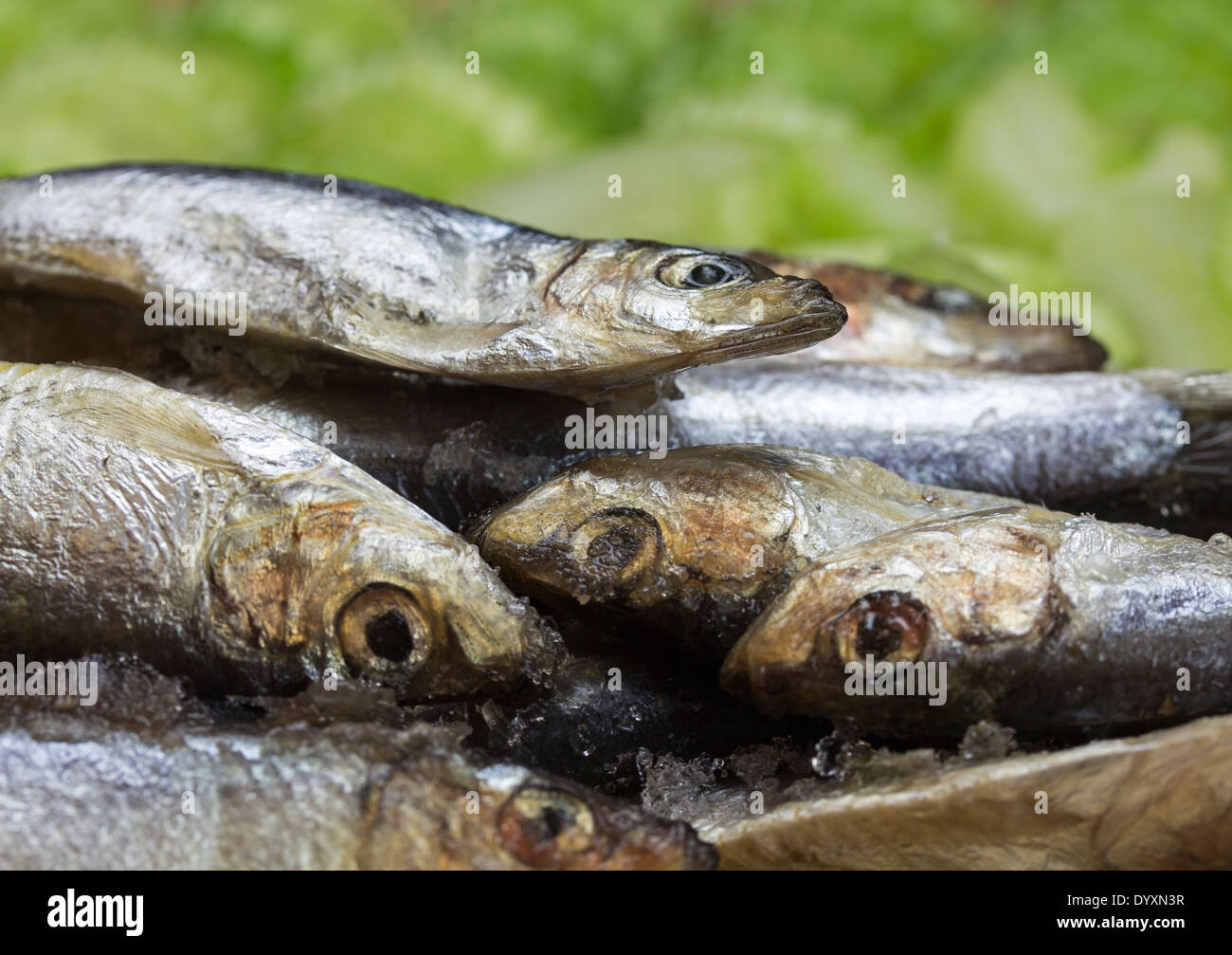 Display of 8 whole defrosting silver colored fish set against a blurred green background of sliced celery.  ice crystals. Stock Photo