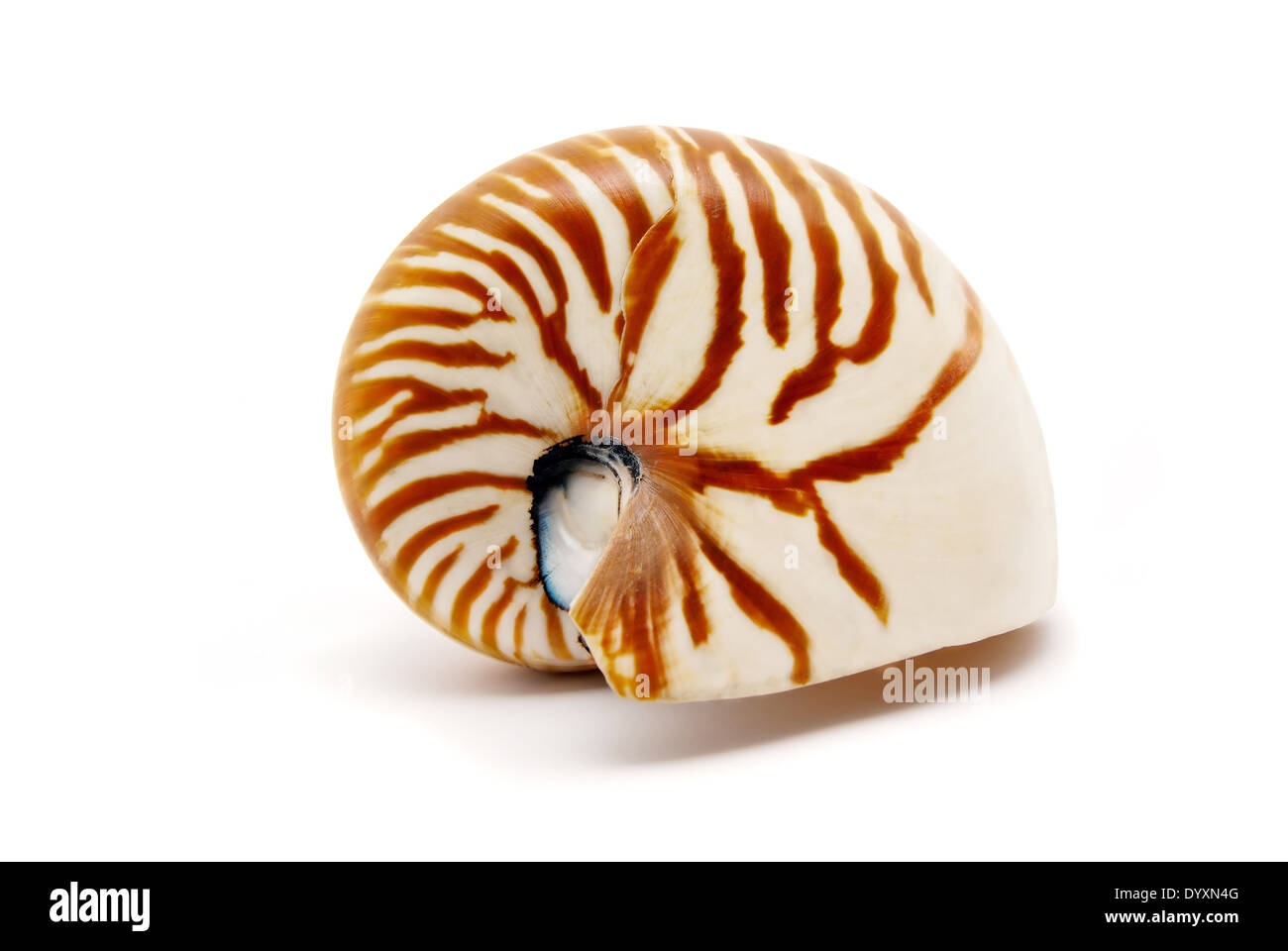Nautilus shell Stock Photo