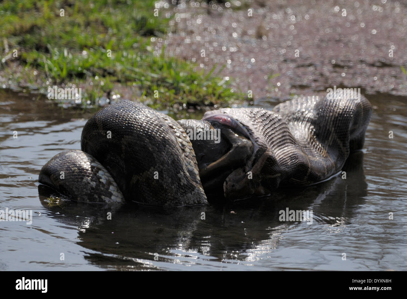 boa constrictor snake eating giant frog boa constrictor snake eating giant frog