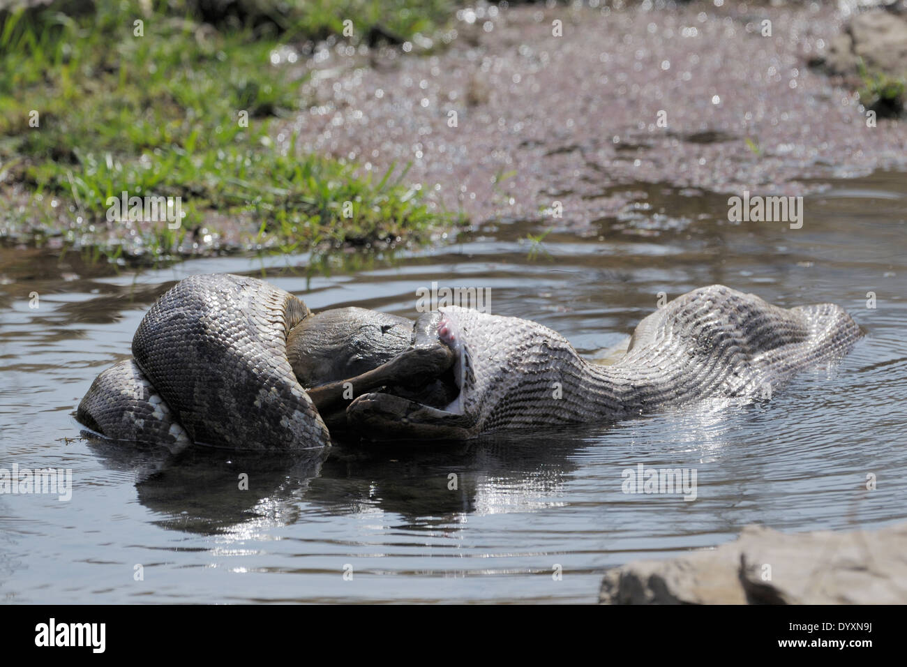 Python (Python molurus) eating a spotted deer (Axis axis) calf in Stock ...